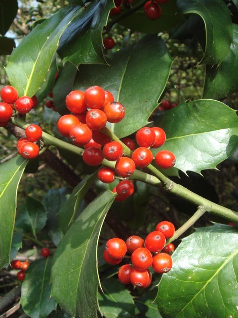 Ilex aquifolium 'Foxii' fruit